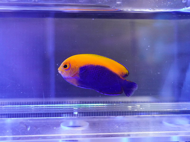 画像1: カリビアンフレームバック01