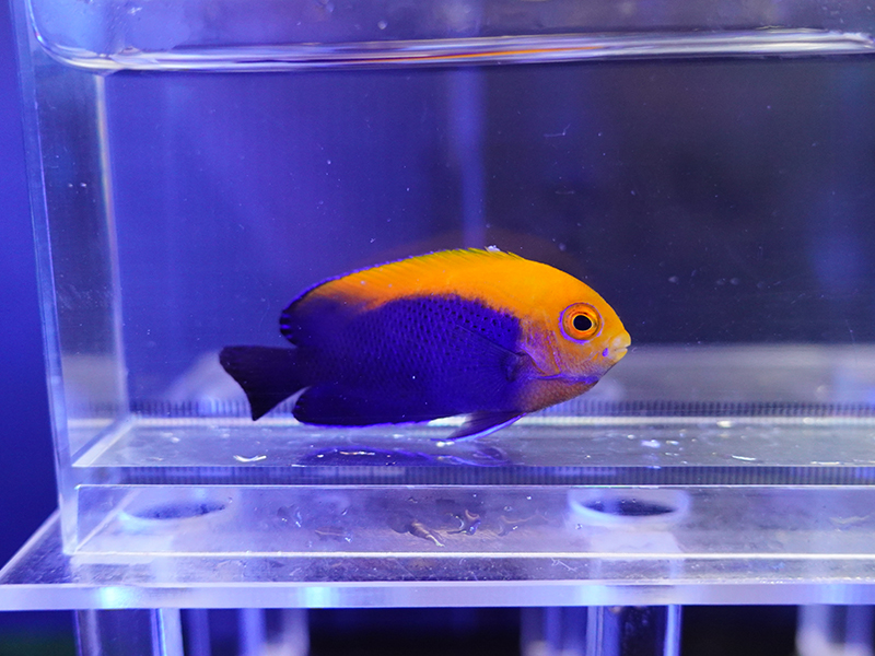 画像1: カリビアンフレームバック02