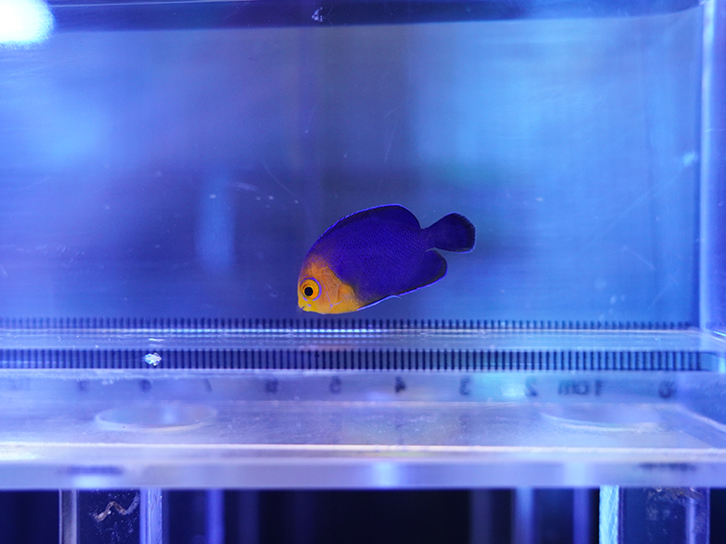 画像1: チェルブピグミーエンゼル01