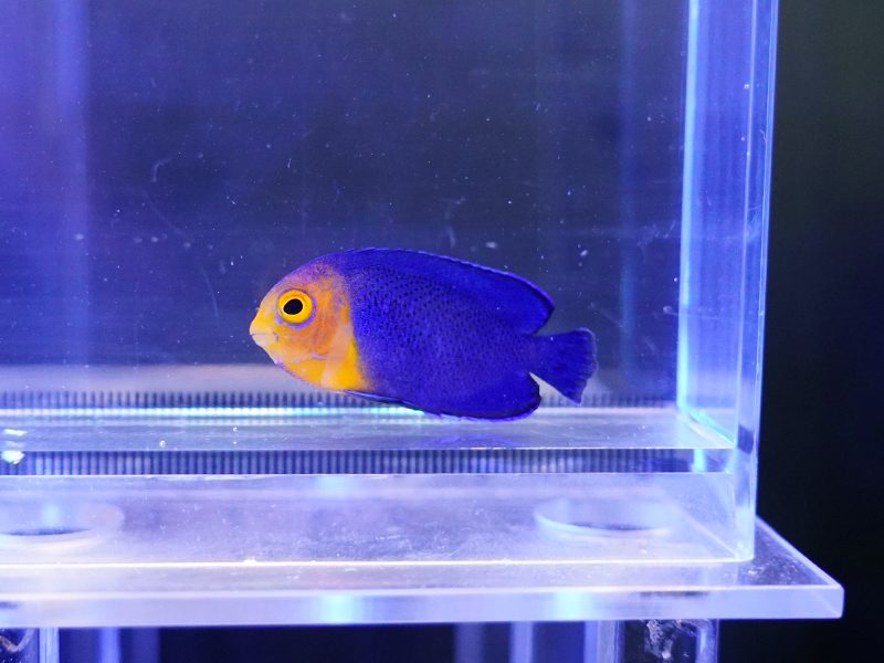 画像1: チェルブピグミーエンゼル01