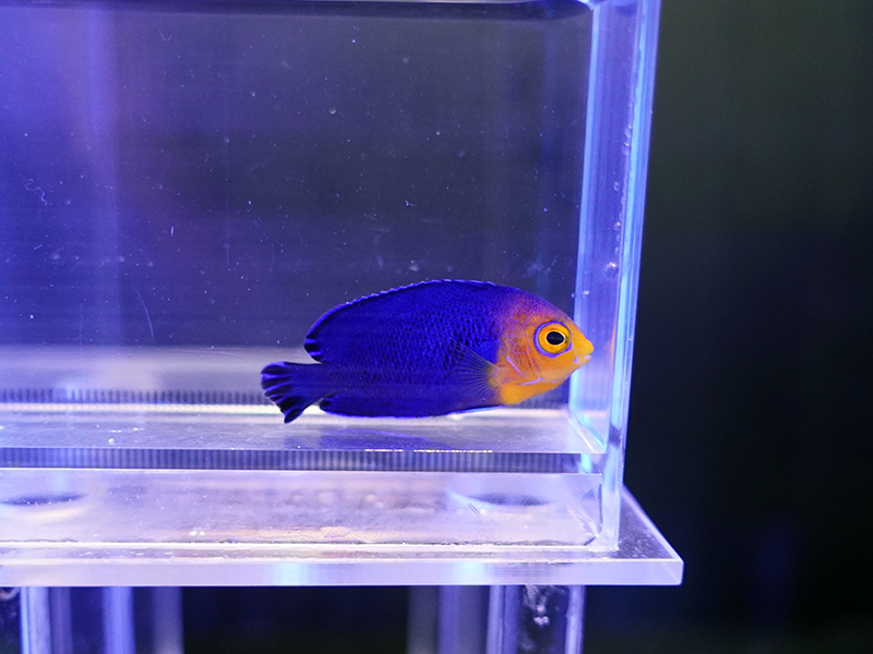 画像1: チェルブピグミーエンゼル02