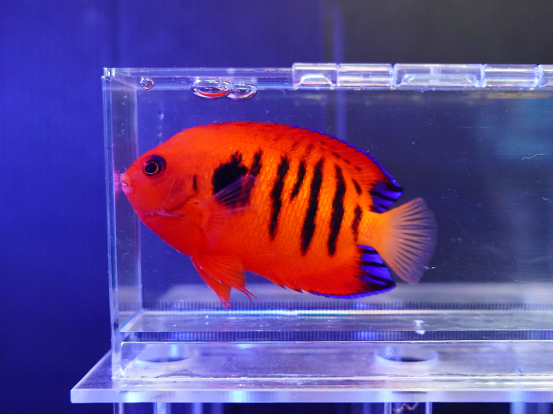 画像1: クリスマスフレームエンゼル05