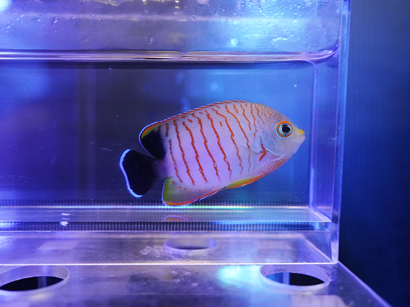 画像1: エイブリーエンゼル03