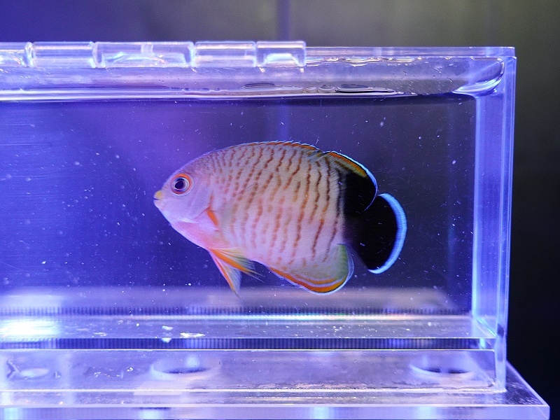 画像1: エイブリーエンゼル02