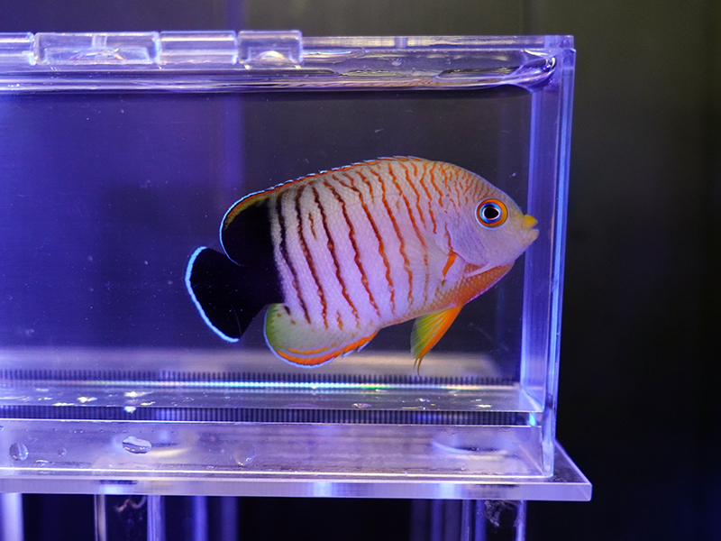 画像1: エイブリーエンゼル03