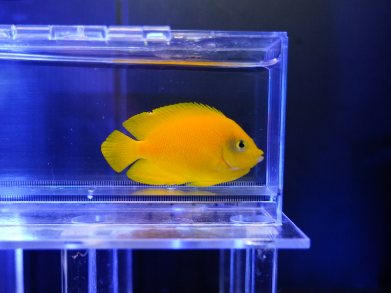 画像1: ヘラルドヤッコ03