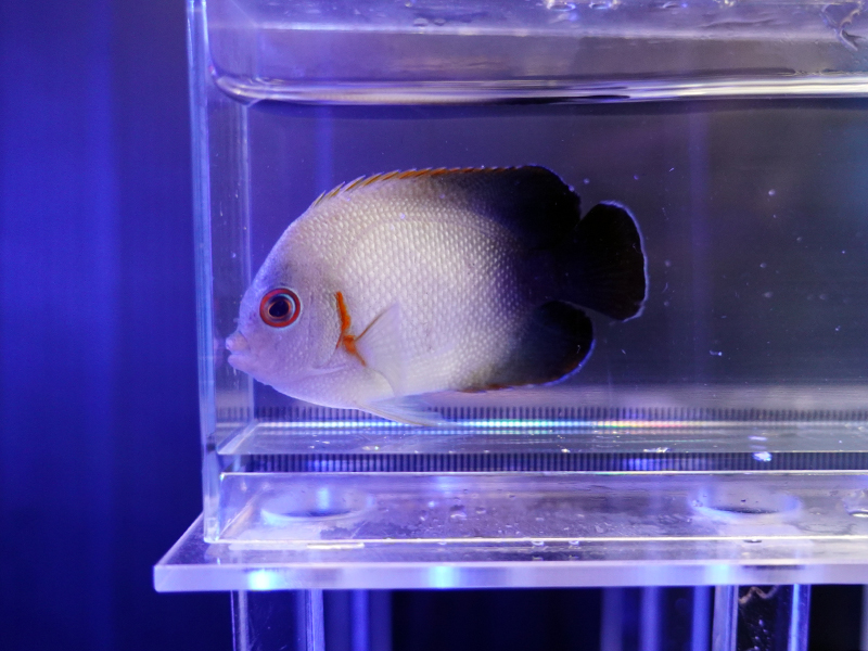 画像1: ナメラヤッコ01