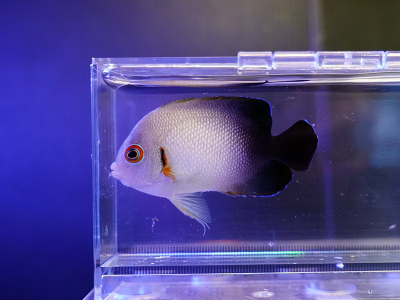 画像1: ナメラヤッコ02