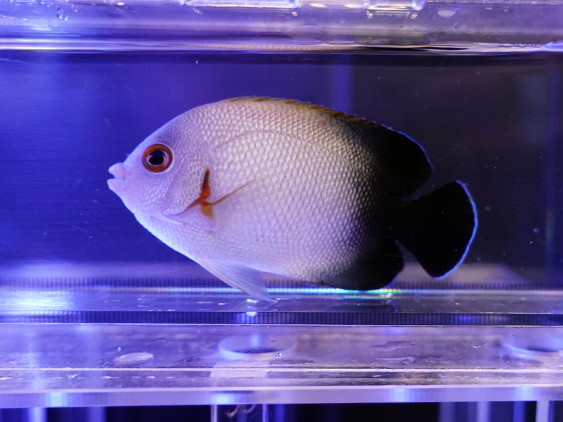 画像1: ナメラヤッコ03