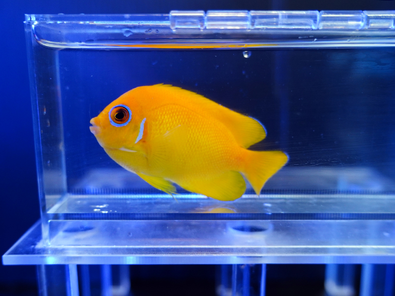 画像1: レモンピールエンゼル（フィジー）02