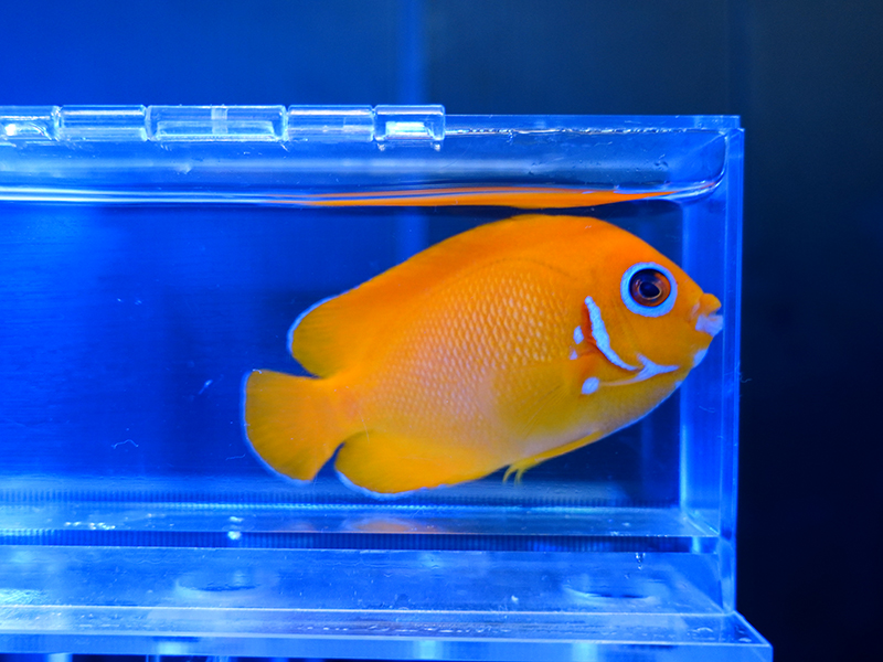 画像1: レモンピールエンゼル（フィジー）03