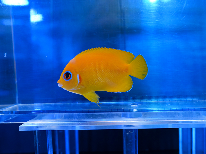 画像1: レモンピールエンゼル（マーシャル）