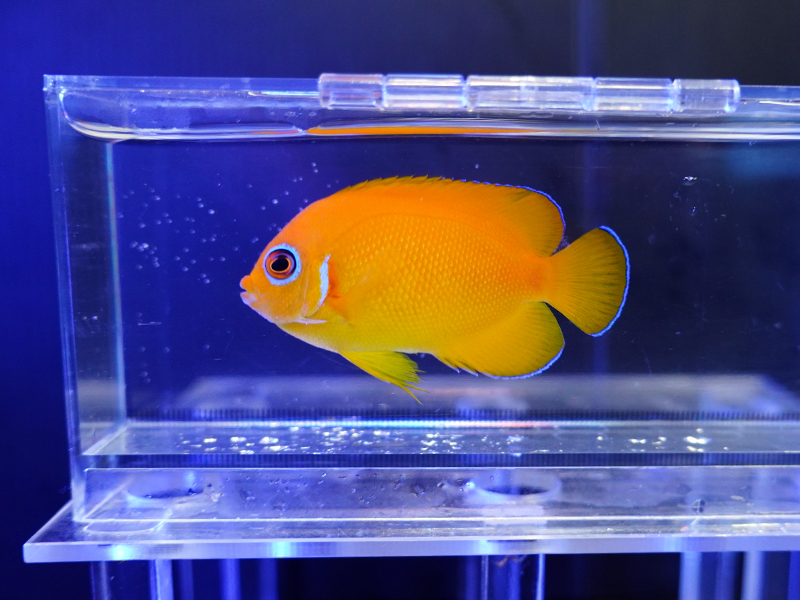 画像1: レモンピールエンゼル（マーシャル）02