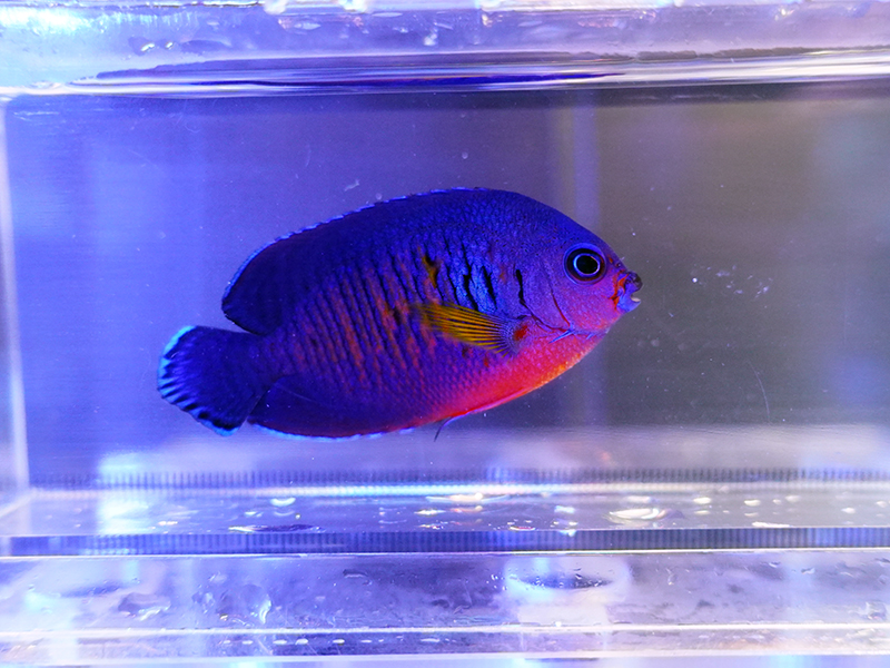 画像1: ルリヤッコ（マニラ）01