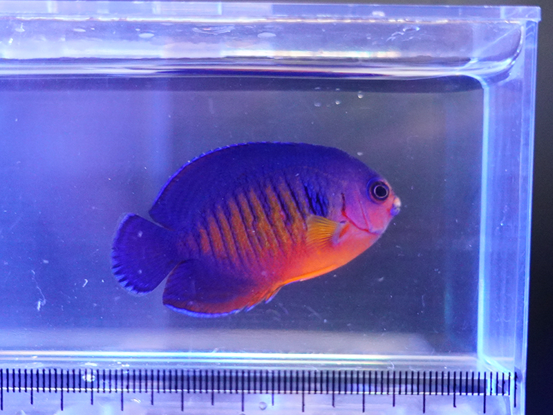 画像1: ルリヤッコ（マニラ）02