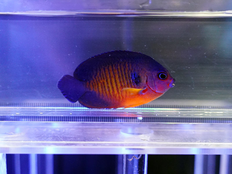 画像1: ルリヤッコ（マニラ）03