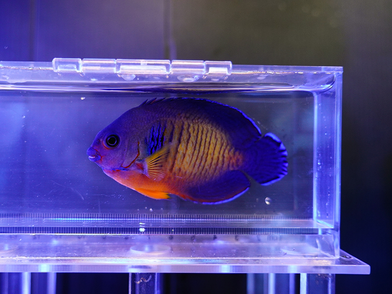 画像1: ルリヤッコ（マニラ）02