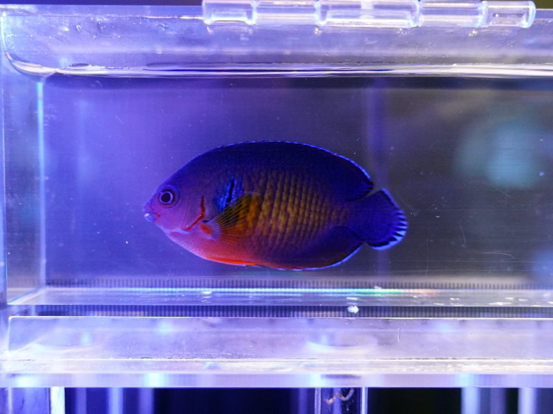 画像1: ルリヤッコ（セブ）01