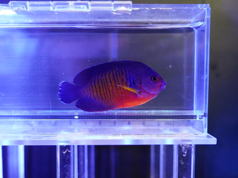 画像1: ルリヤッコ（セブ）02