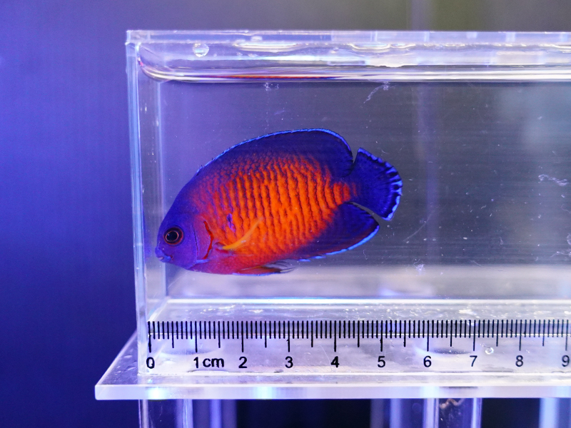 画像1: ルリヤッコ（セブ）02