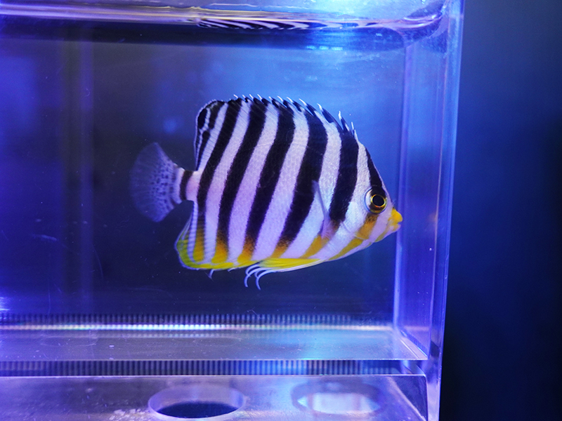 画像1: シマヤッコ（マニラ）03