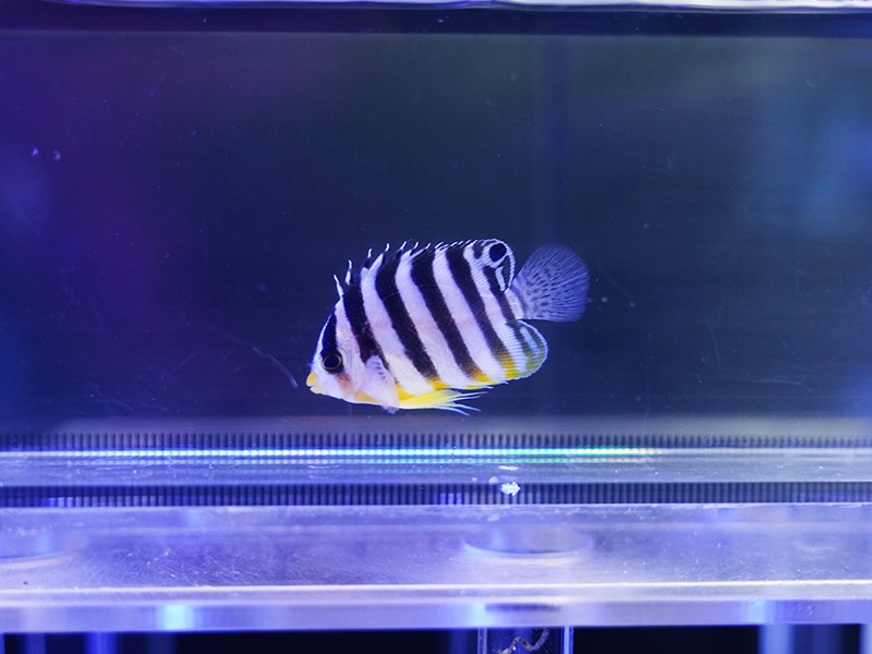 画像1: シマヤッコ（カミハタブリード）01