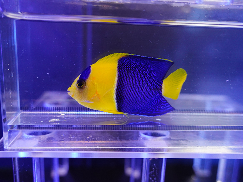 画像1: ソメワケヤッコ03