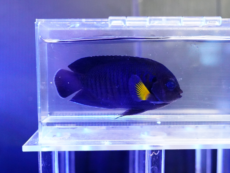 画像1: イエローフィンエンゼル