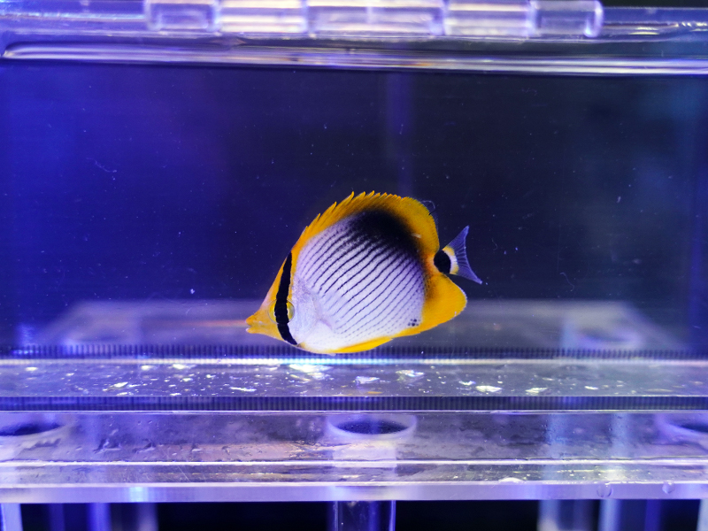 画像1: アケボノチョウ