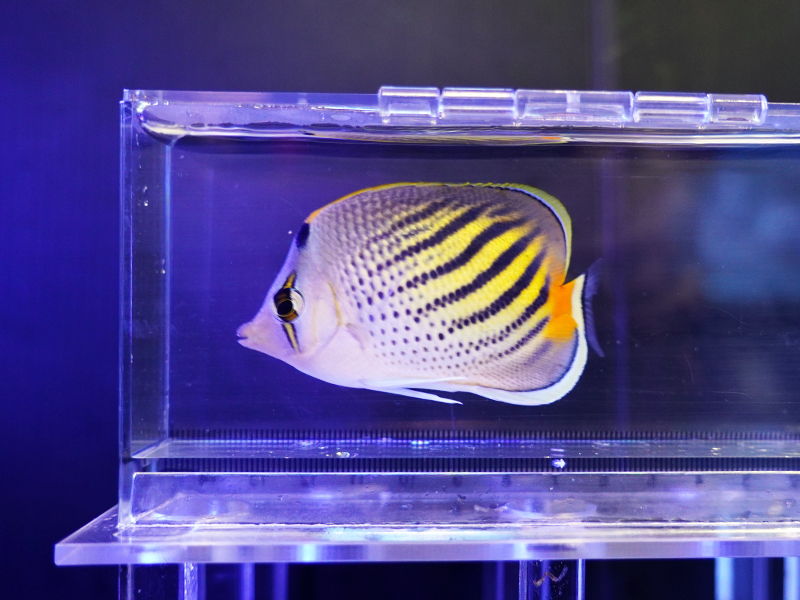 画像1: ドットアンドダッシュバタフライ（フィジー）