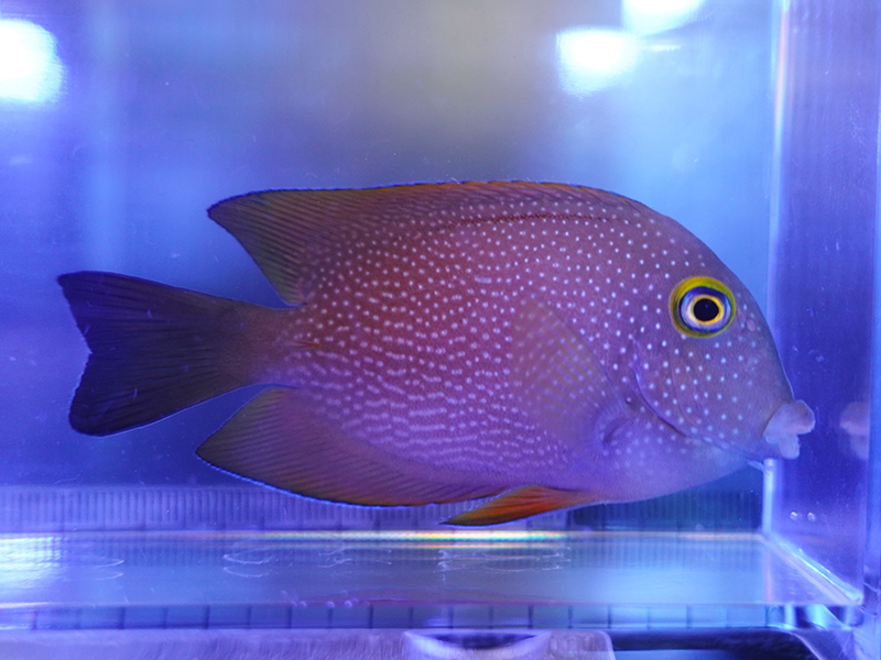 画像1: ゴールドリングアイタン