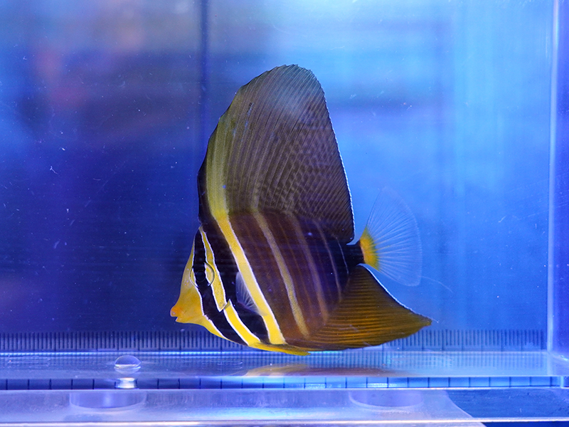 画像1: ヒレナガハギ