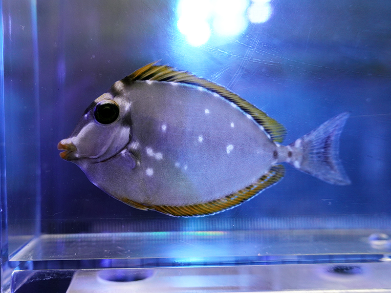 画像1: インドミヤコテングハギ