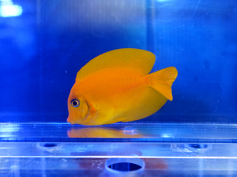 画像1: クログチニザイエロー