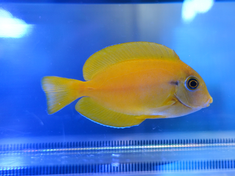 画像1: モンツキハギS