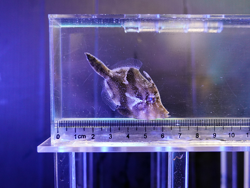 画像1: モロコシハギ