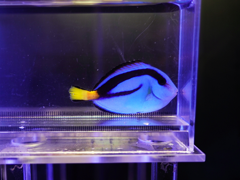 画像1: ナンヨウハギS