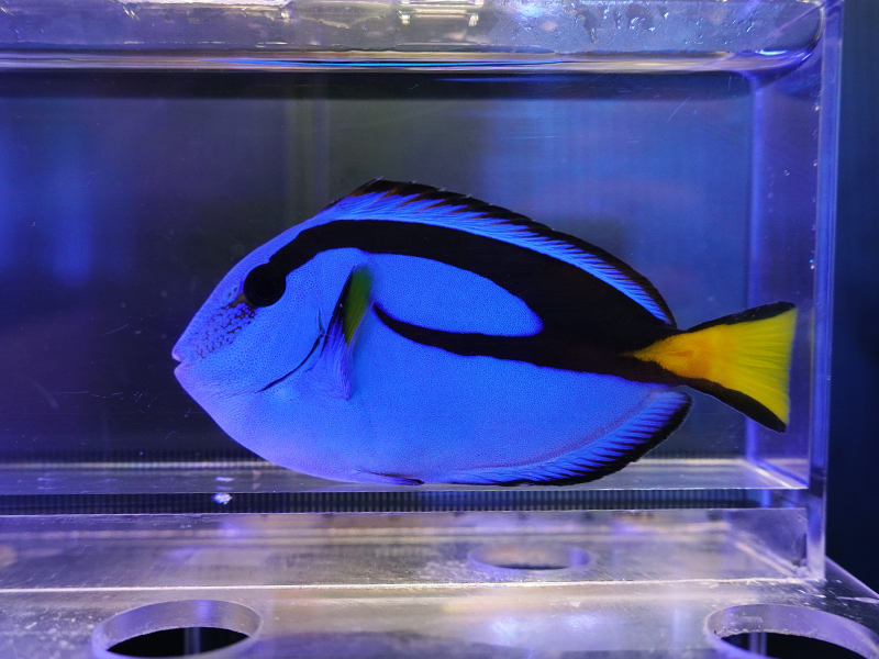 画像1: ナンヨウハギM