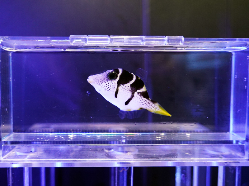 画像1: ノコギリハギ（東アフリカ）