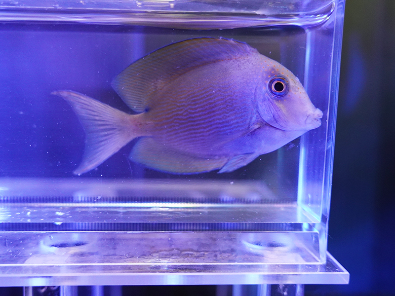 画像1: サザナミハギ