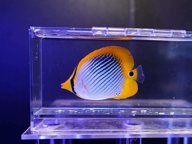 画像1: スポットテールバタフライフィッシュ