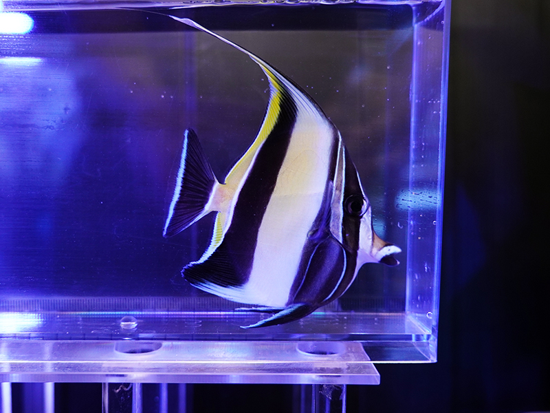 画像1: ツノダシ