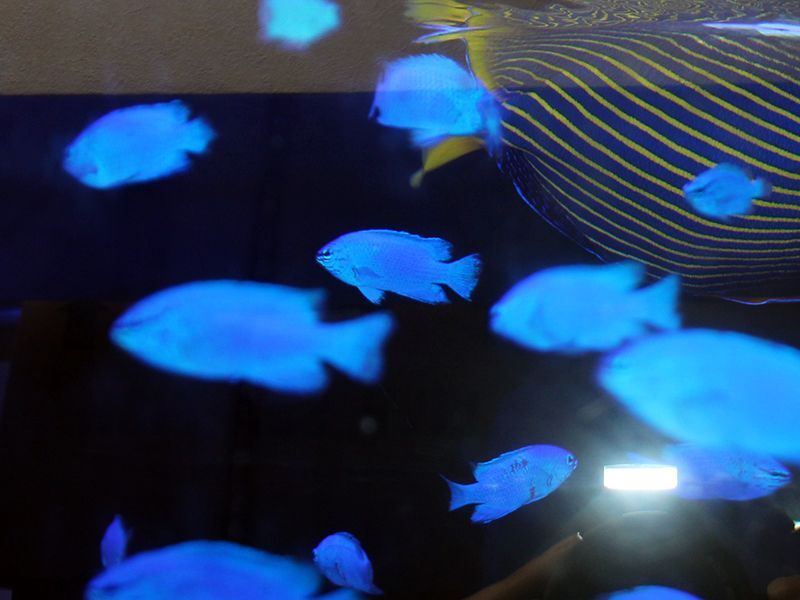 画像1: コバルト（ルリ）スズメダイ（沖縄）