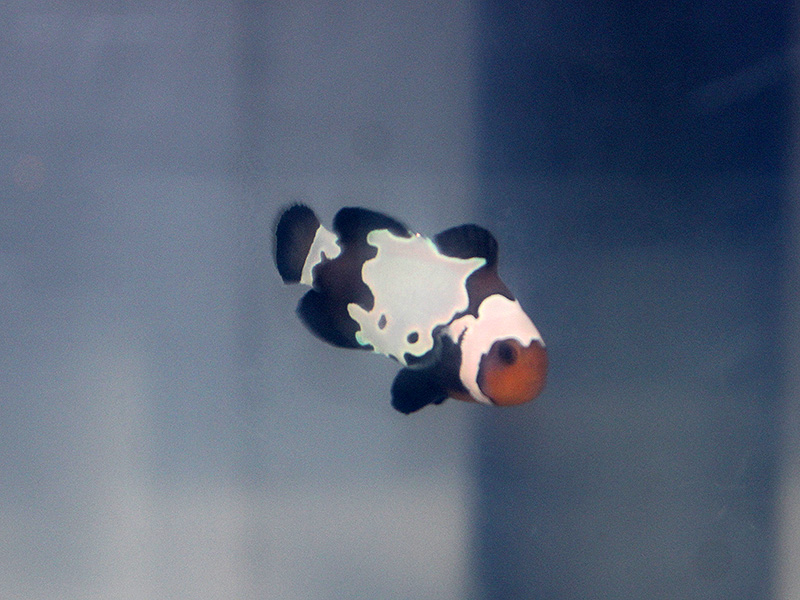 サファイアアイスホールオセラリス Usaブリード 海水魚ショップ ナチュラル