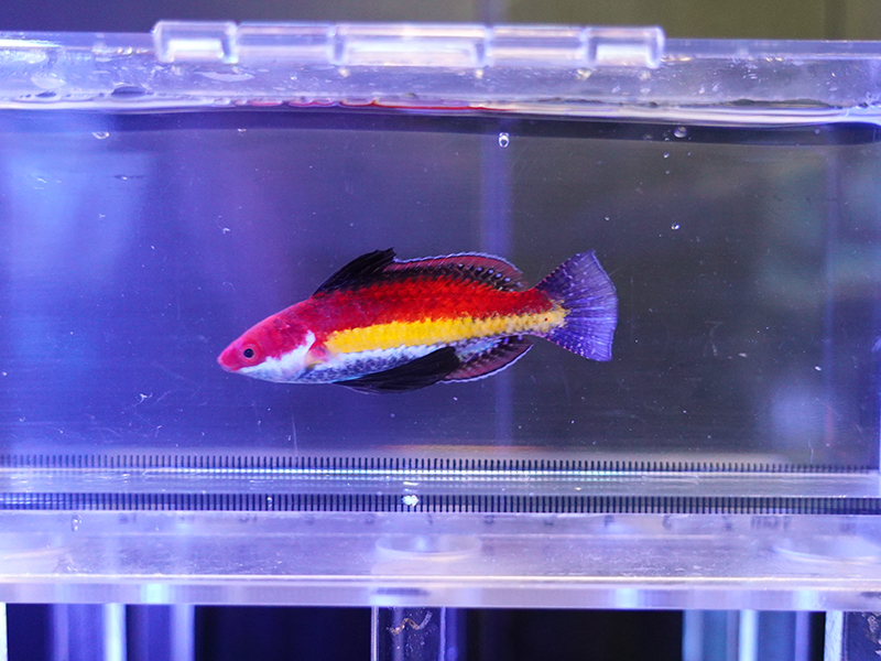 画像1: ナオコズフェアリーラス