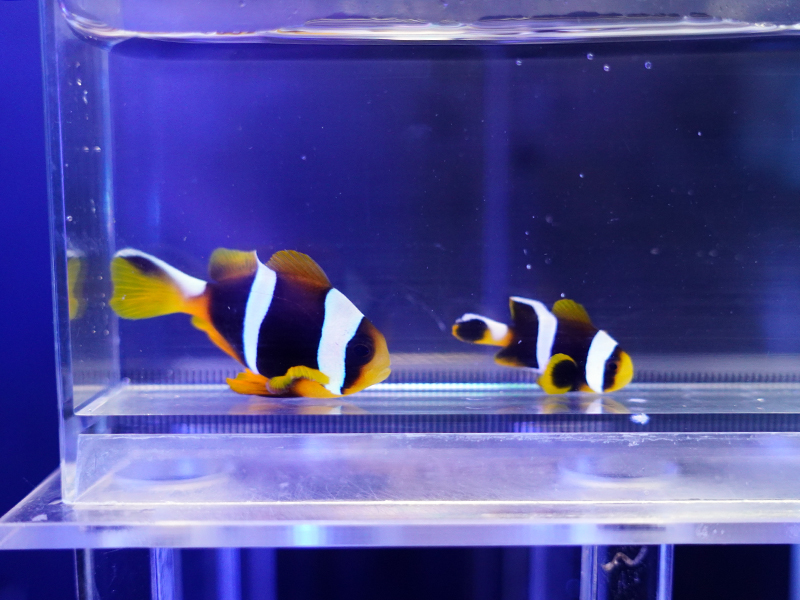 画像1: アラルズクラウンフィッシュ