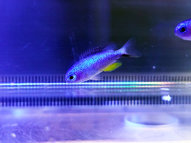 画像1: アレンズダムセル