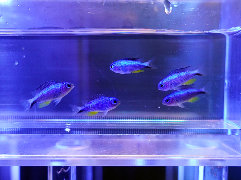 画像1: 【特価】アレンズダムセル5匹セット