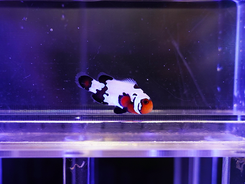 ブラックアイスオセラリス Usaブリード 海水魚ショップ ナチュラル