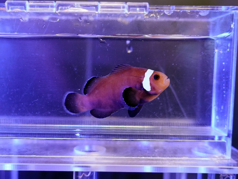 画像1: ブラックミスバーオセラリス（Proaquatixブリード）